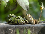FZ008021 Marsh frogs (Pelophylax ridibundus) on ledge.jpg
